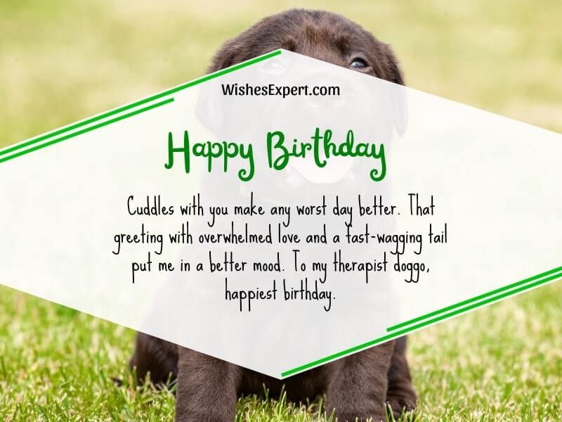 40+ Cute Happy Birthday Wishes For Dog