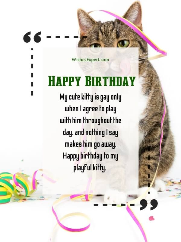 Cute Happy Birthday Wishes for Cats with images