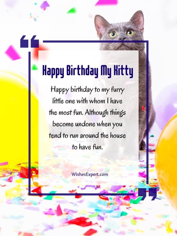 Funny Birthday Wishes for Cat